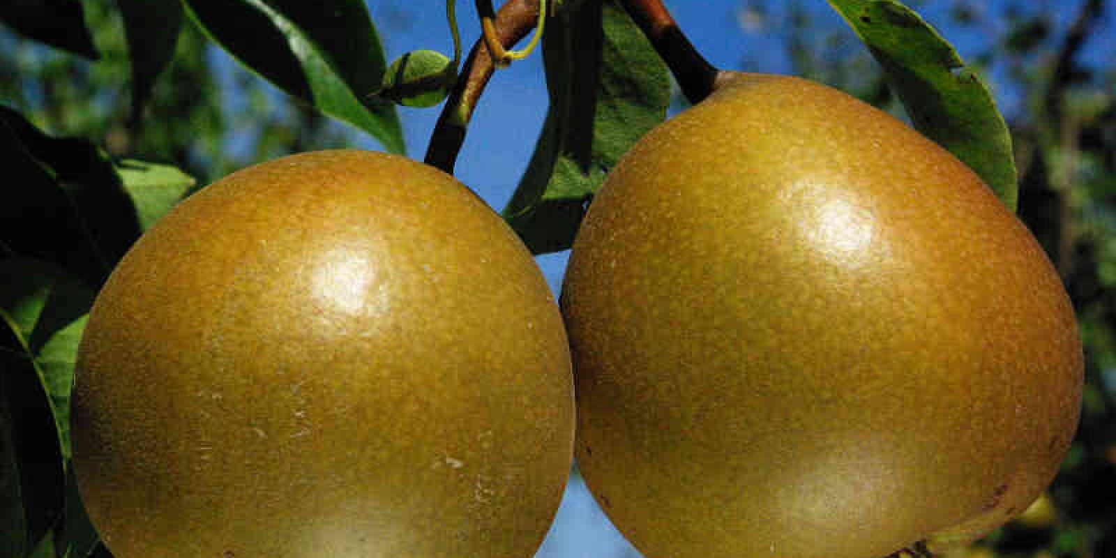 Plante : PYSEES