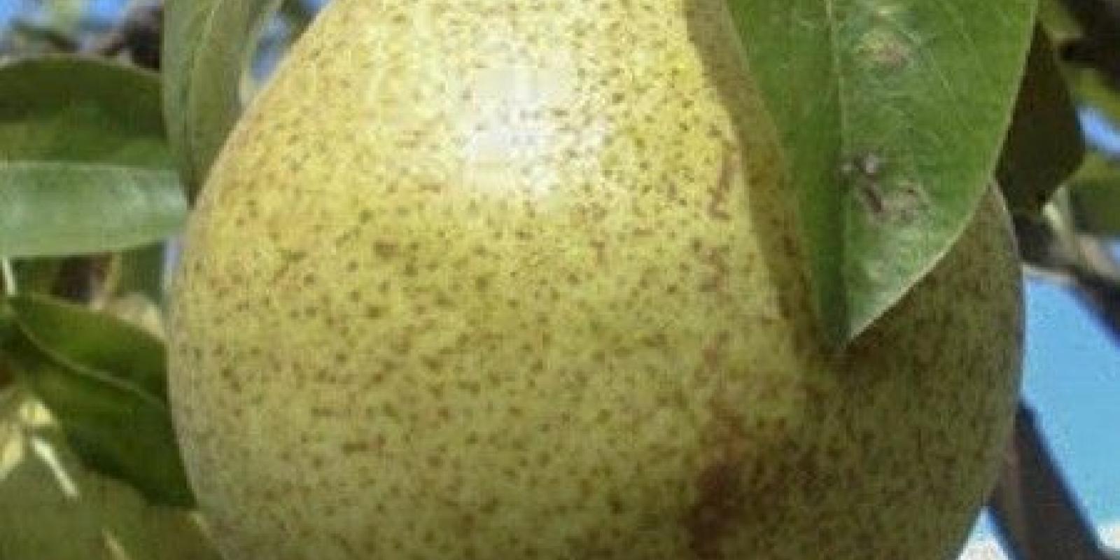 Plante : PYSOLA