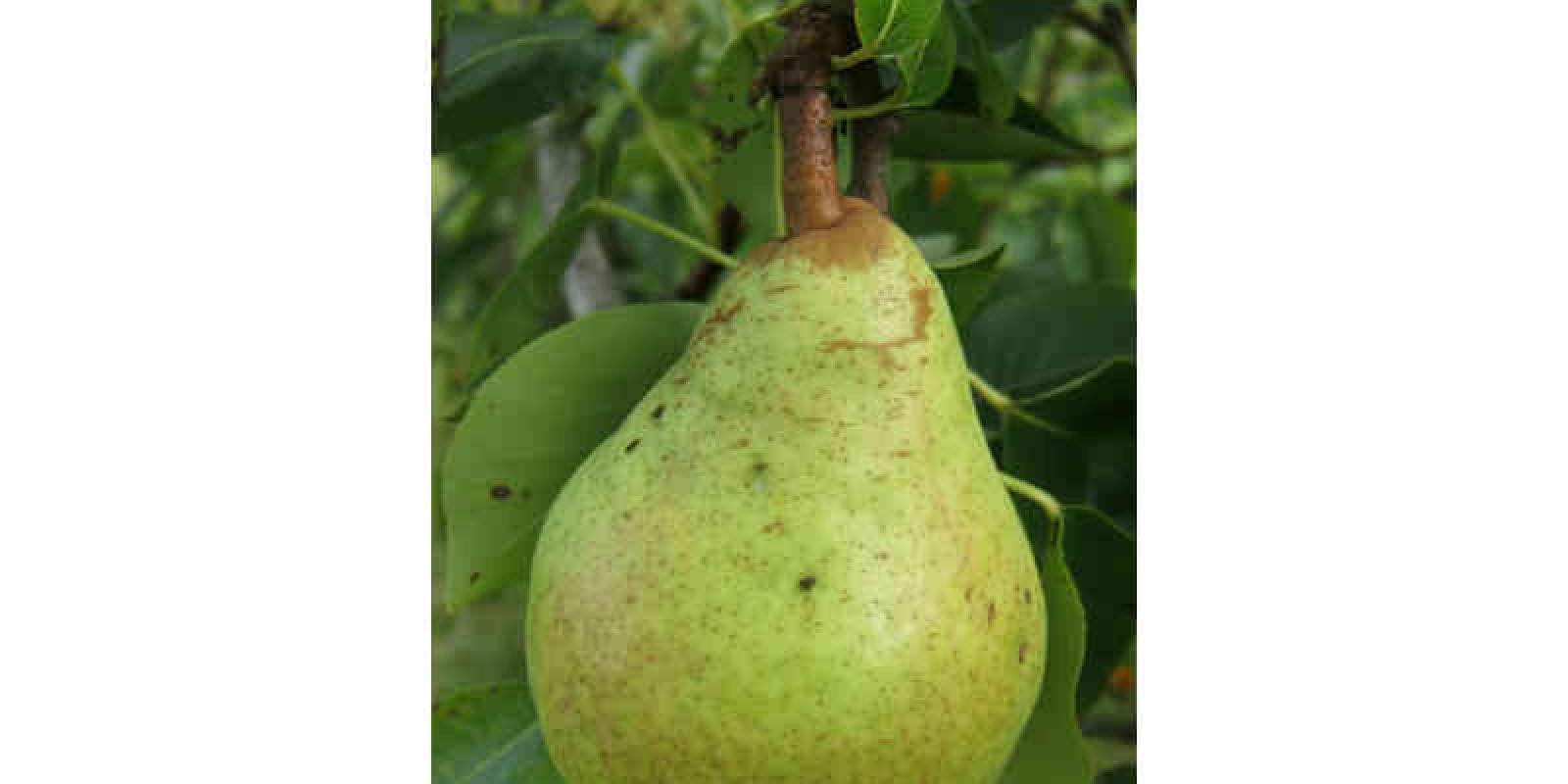 Plante : PYWIBOCH