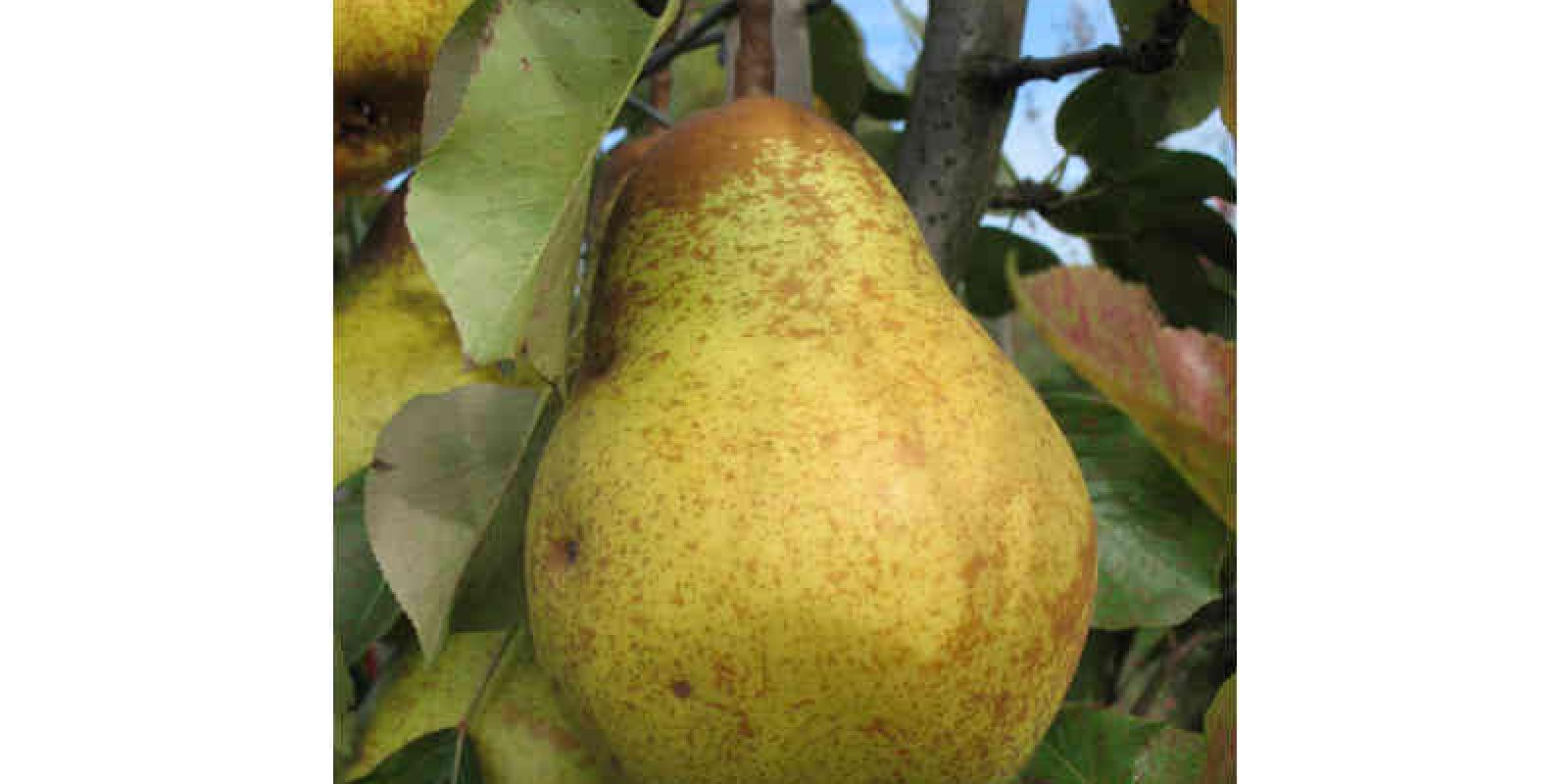 Plante : PYWIDU