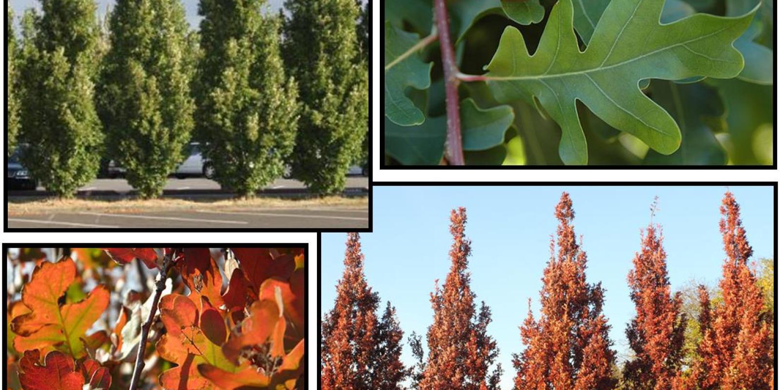 Plante : QUBICR