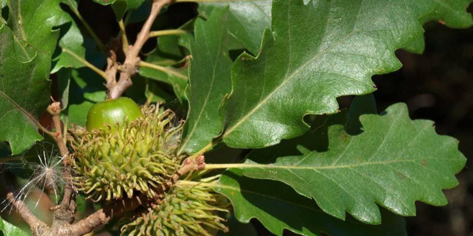 Plante : QUCE