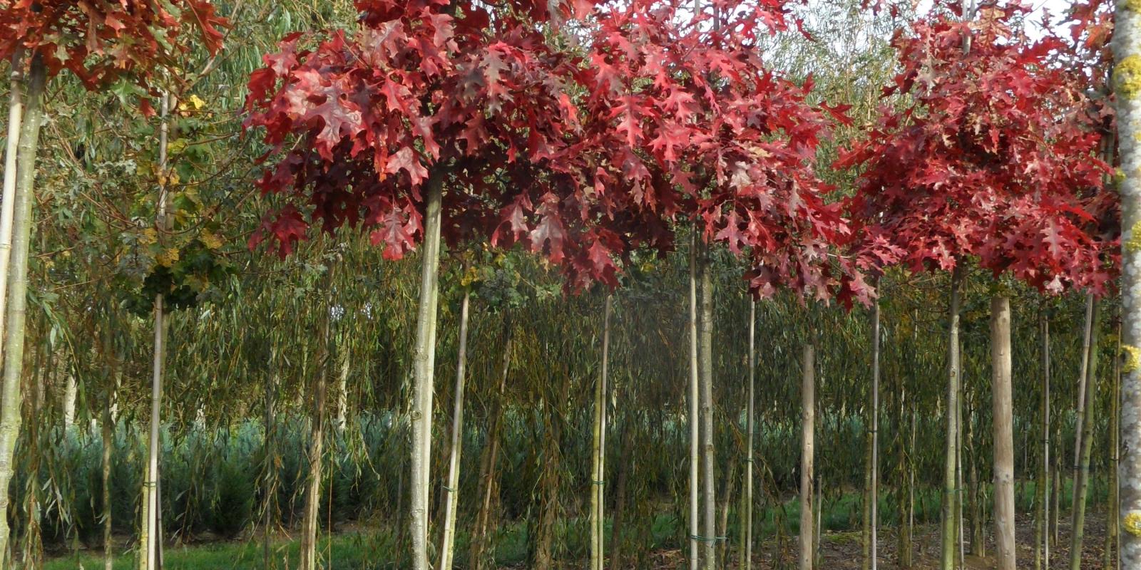 Plante : QUCO