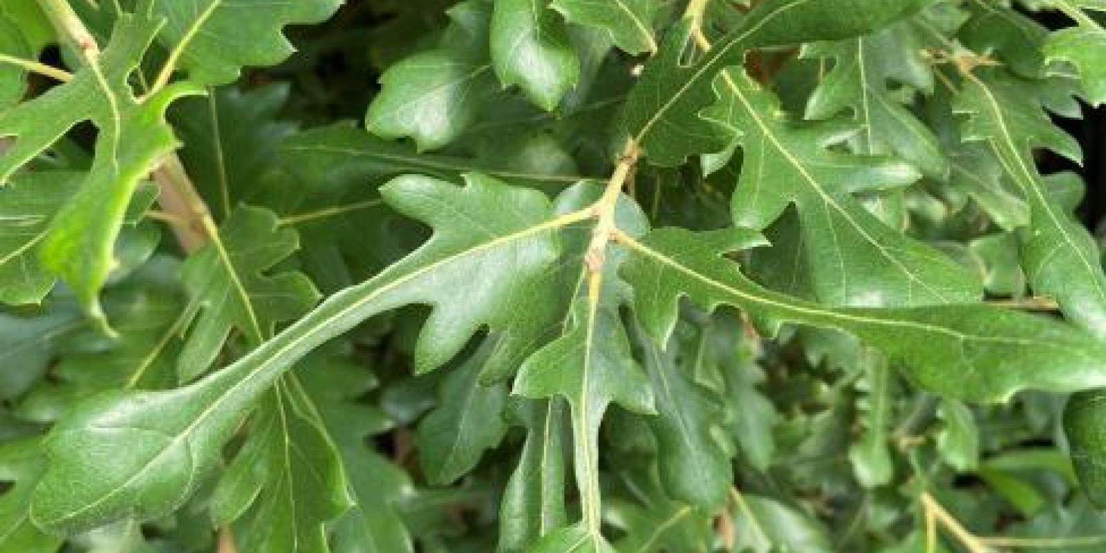 Plante : QUHIDI