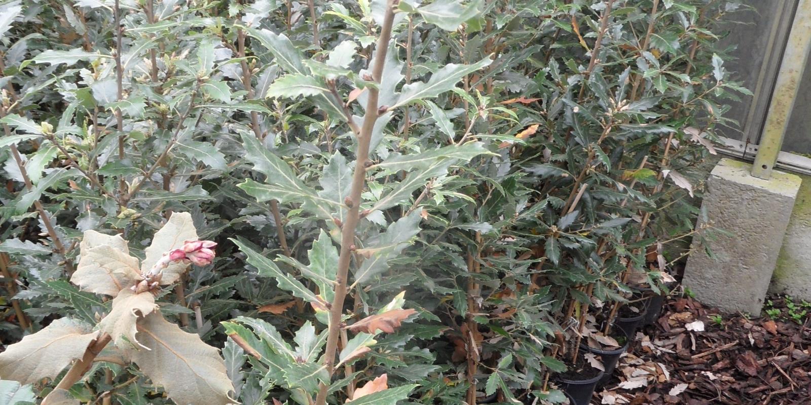 Plante : QUHIFU