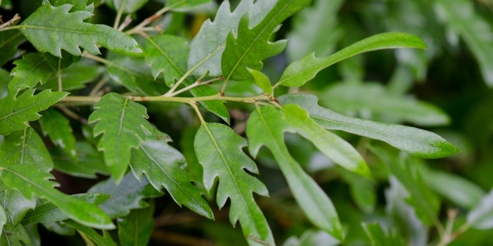Plante : QUHIWA