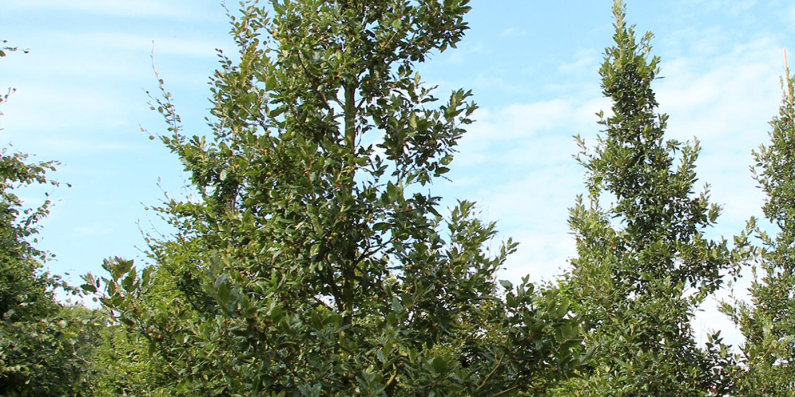 Plante : QUHIWAG