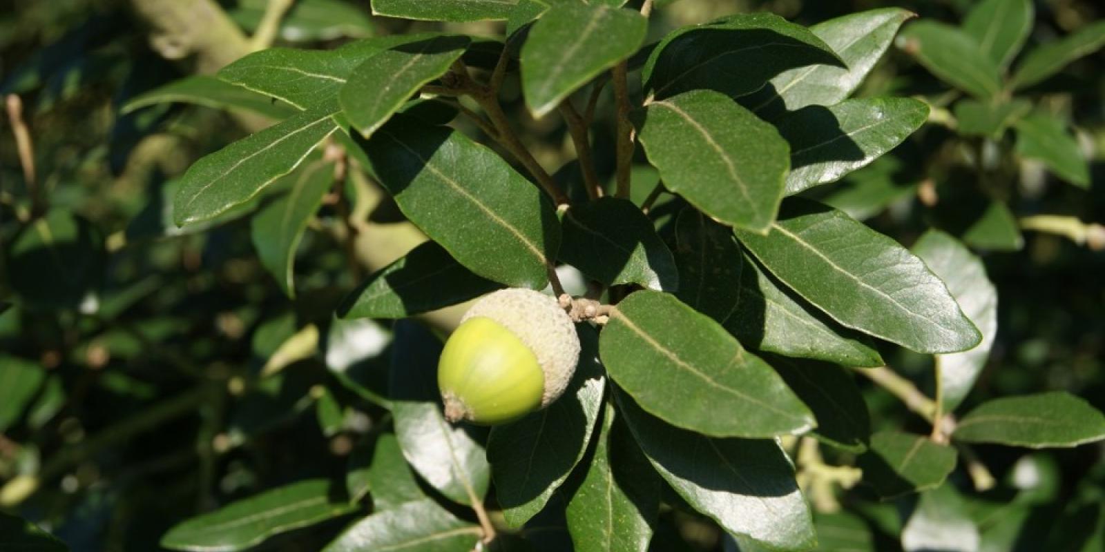 Plante : QUIL