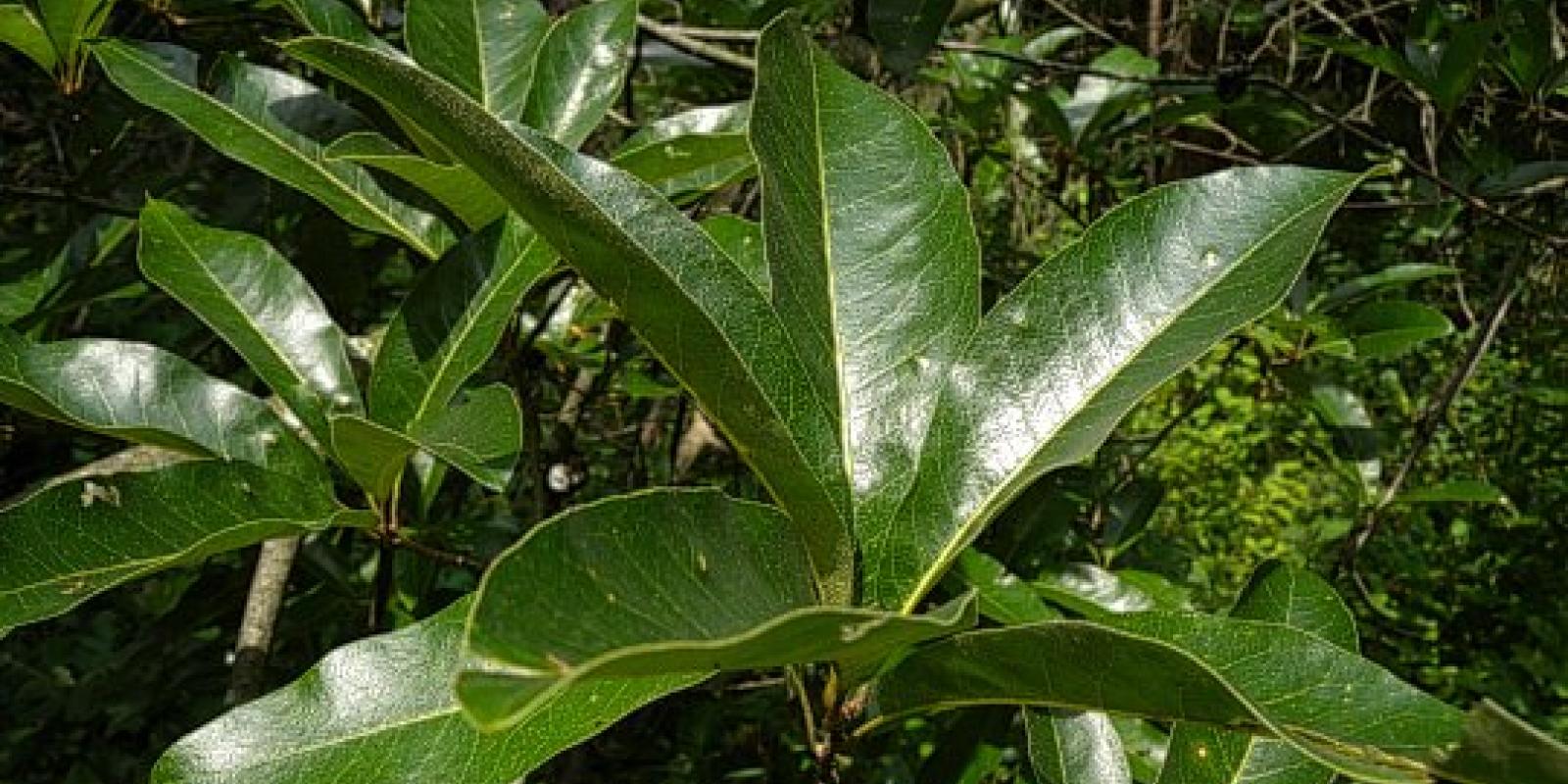 Plante : QUIM