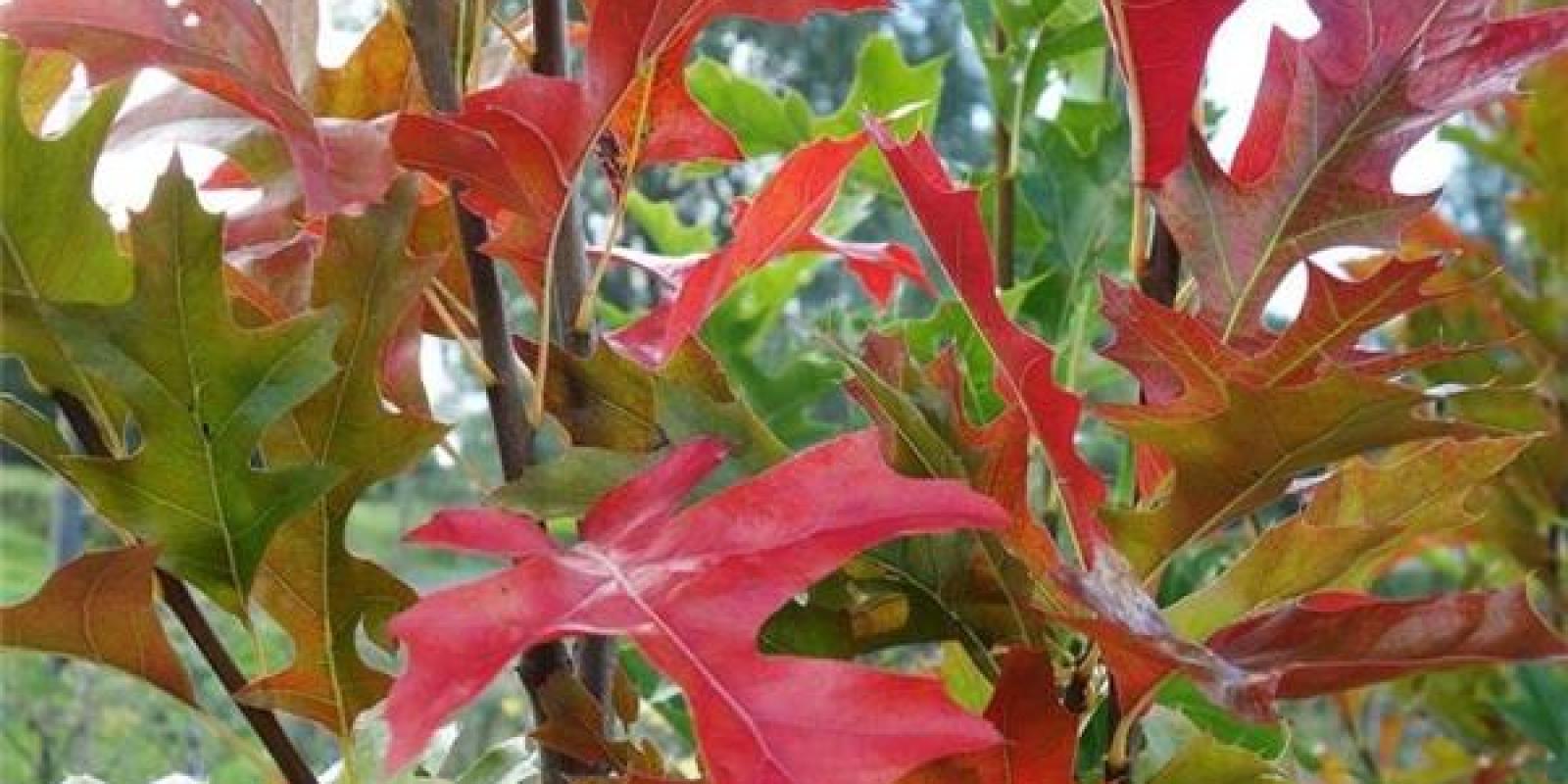 Plante : QUPAPF