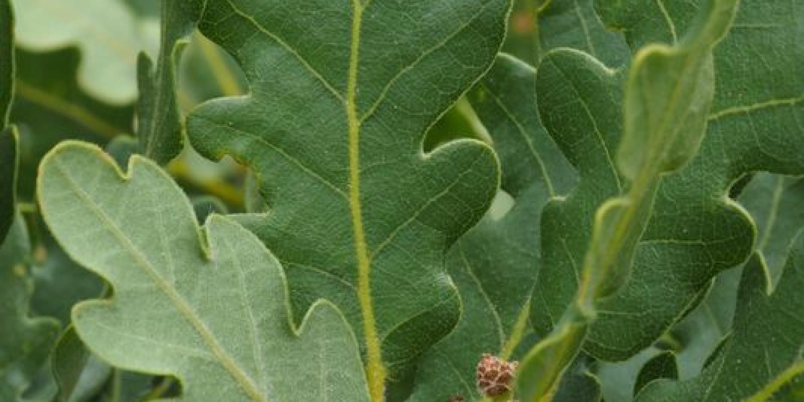 Plante : QUPUTR