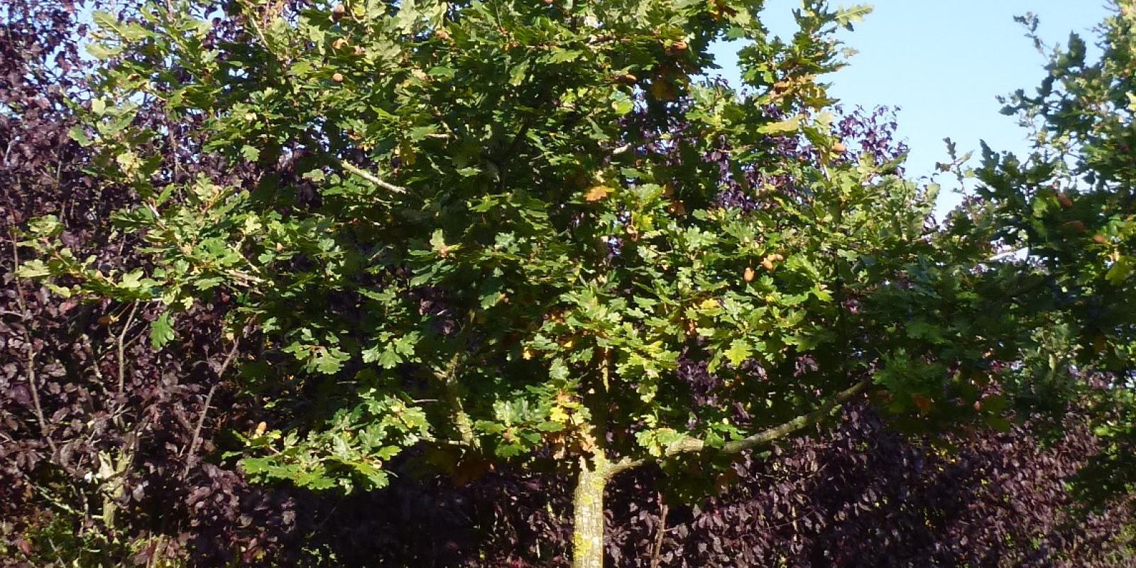 Plante : QURO