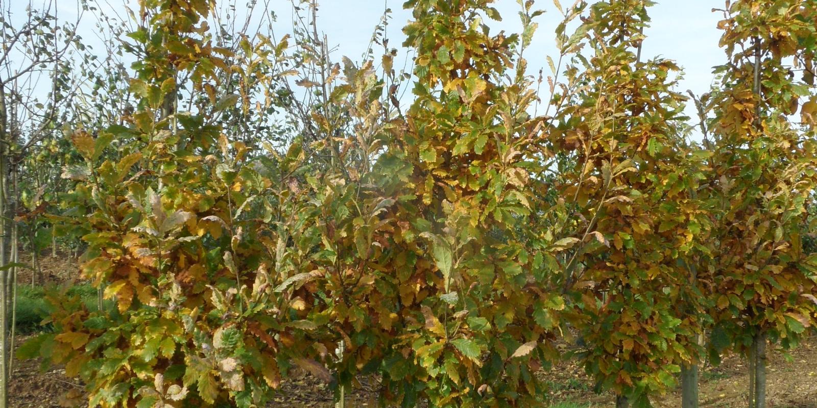 Plante : QUROFA