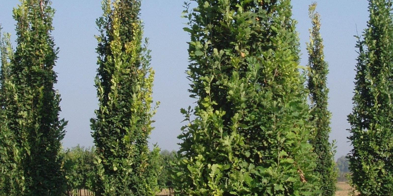 Plante : QUROFAKO