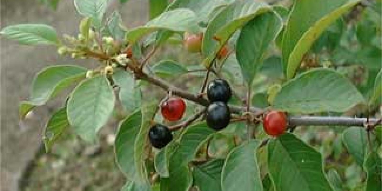 Plante : RHFR