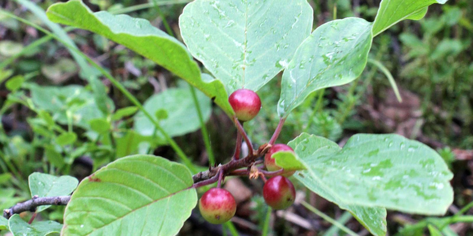 Plante : RHFRPF