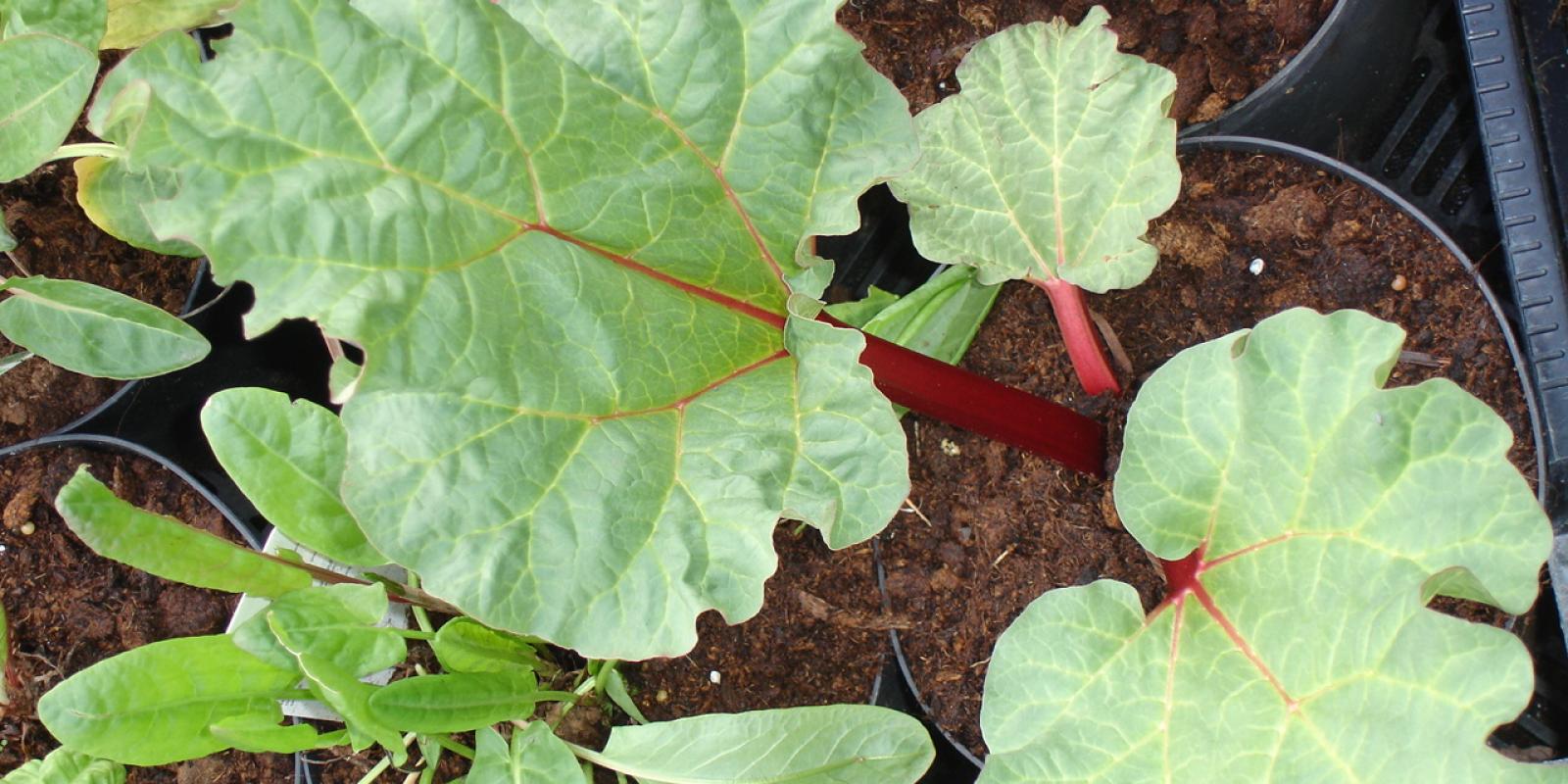 Plante : RHOF