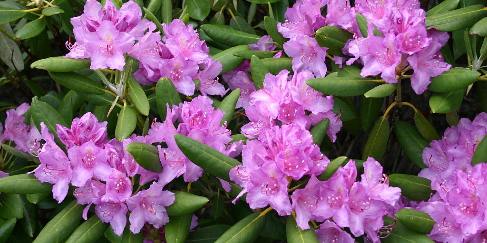 Plante : RHPO