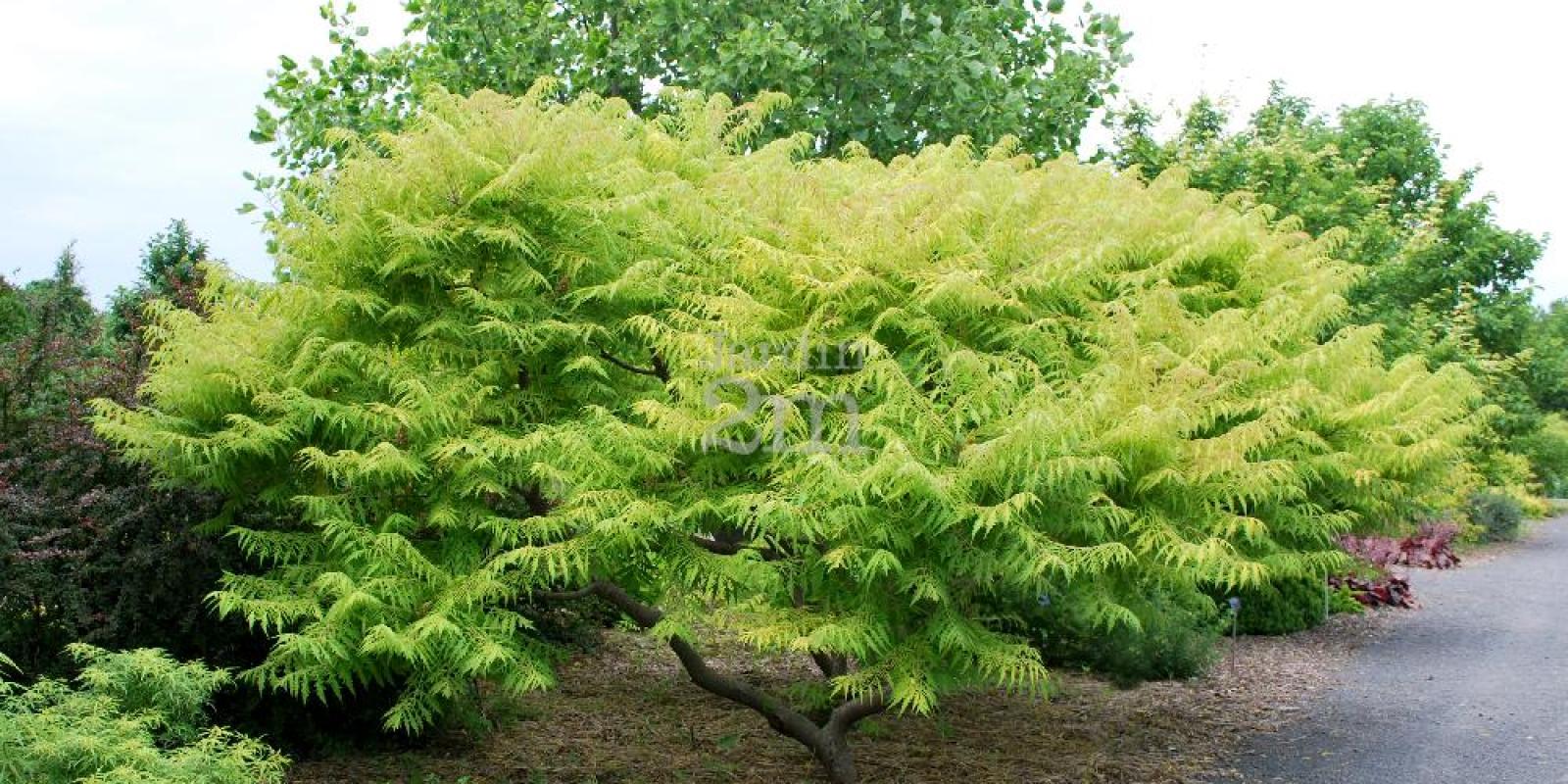 Plante : RHTHTE