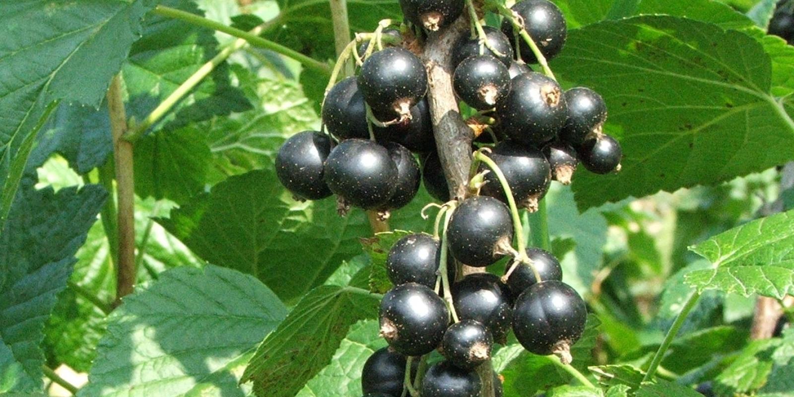 Plante : RINI