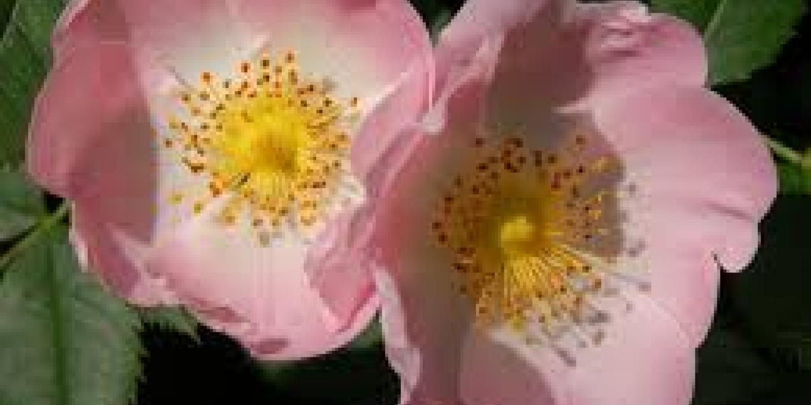 Plante : ROCA