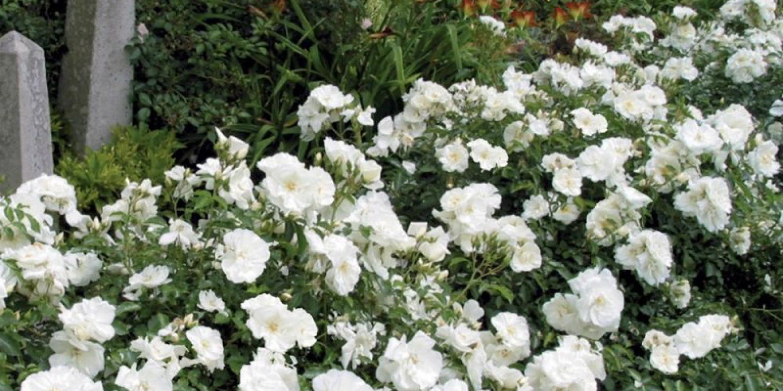 Plante : ROCOSOWHFA