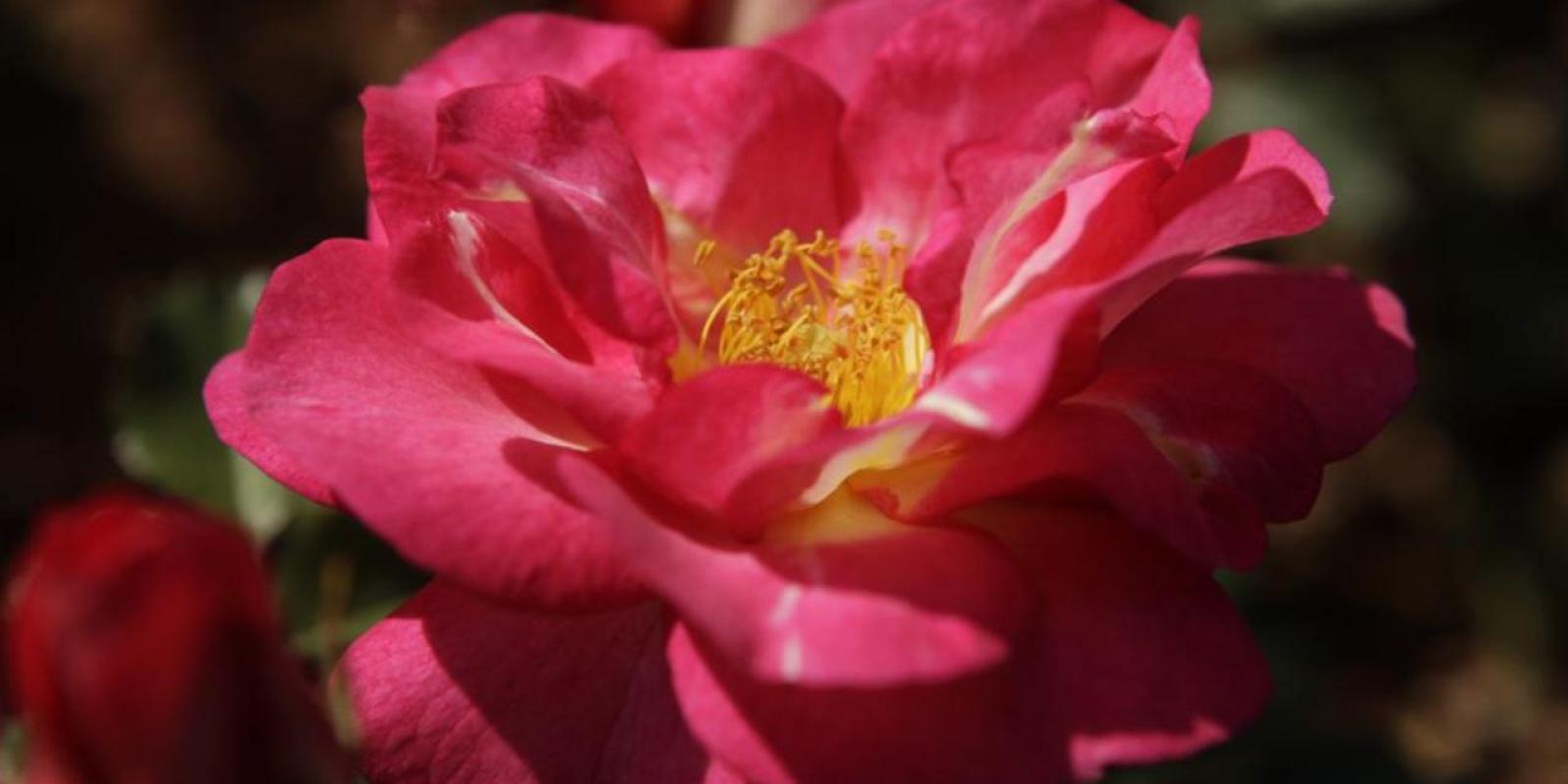 Plante : ROGRWA