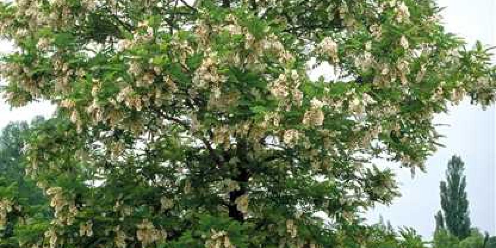 Plante : ROPSBE