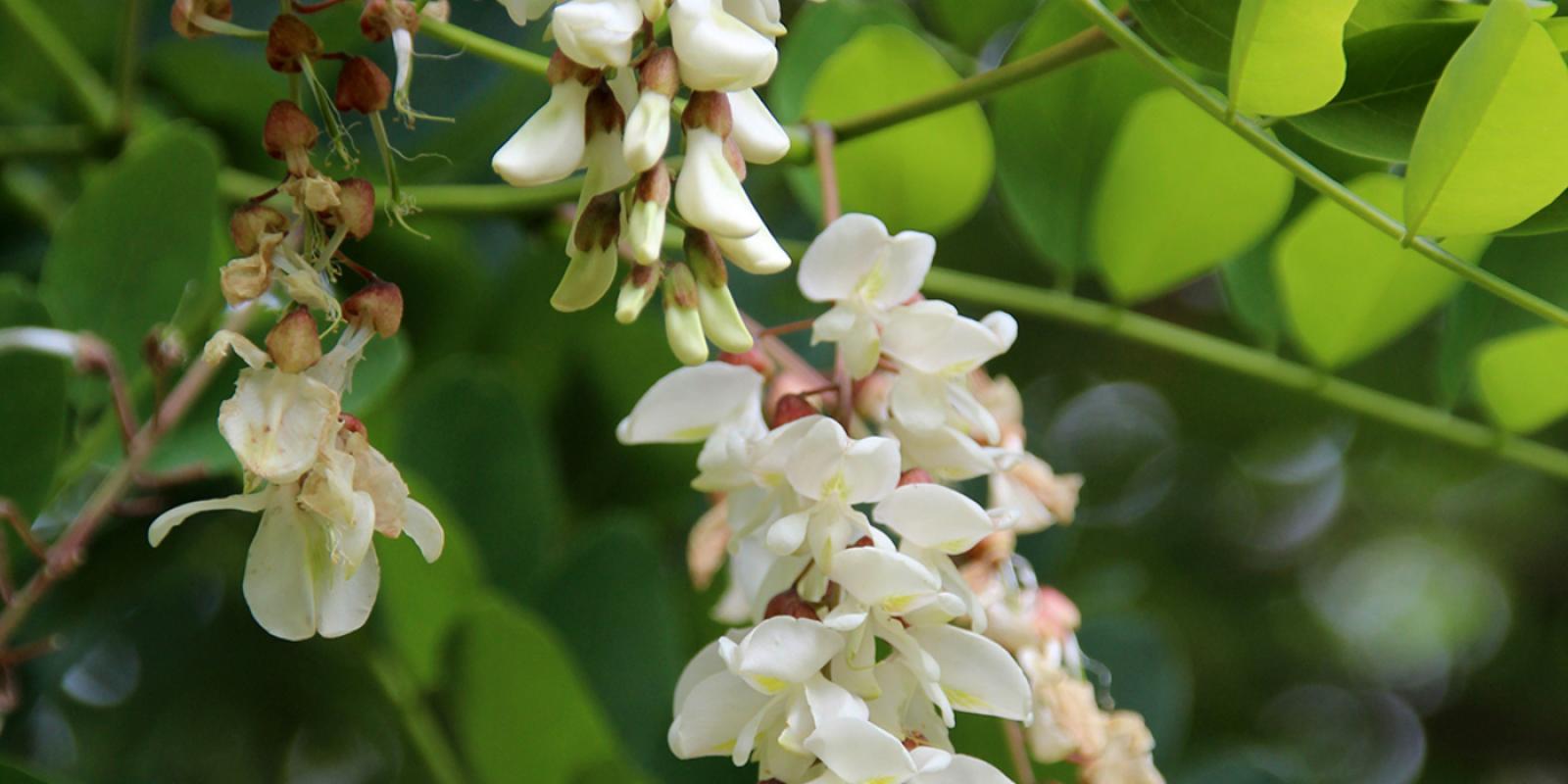 Plante : ROPSPF