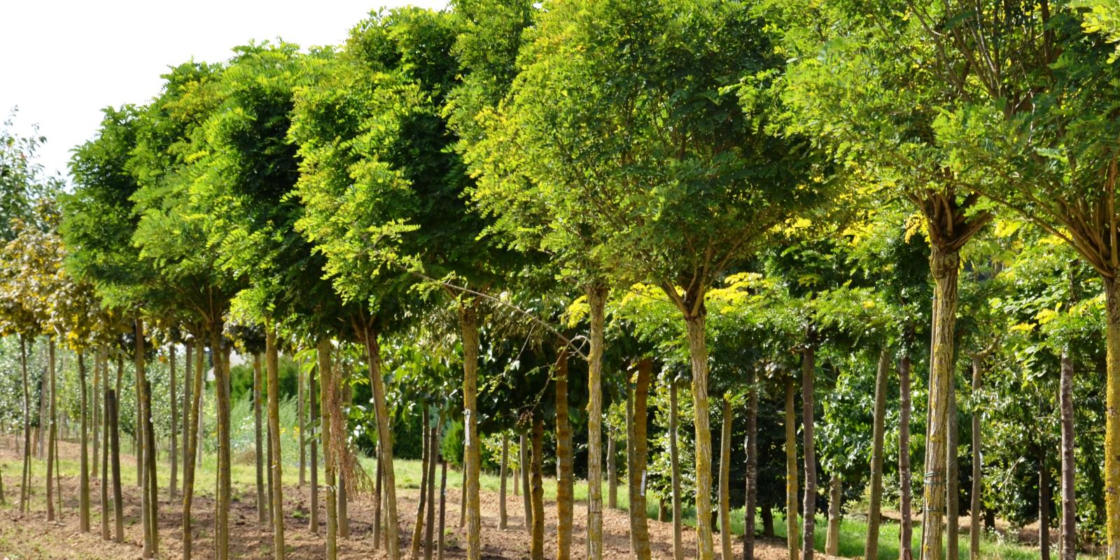 Plante : ROPSUM