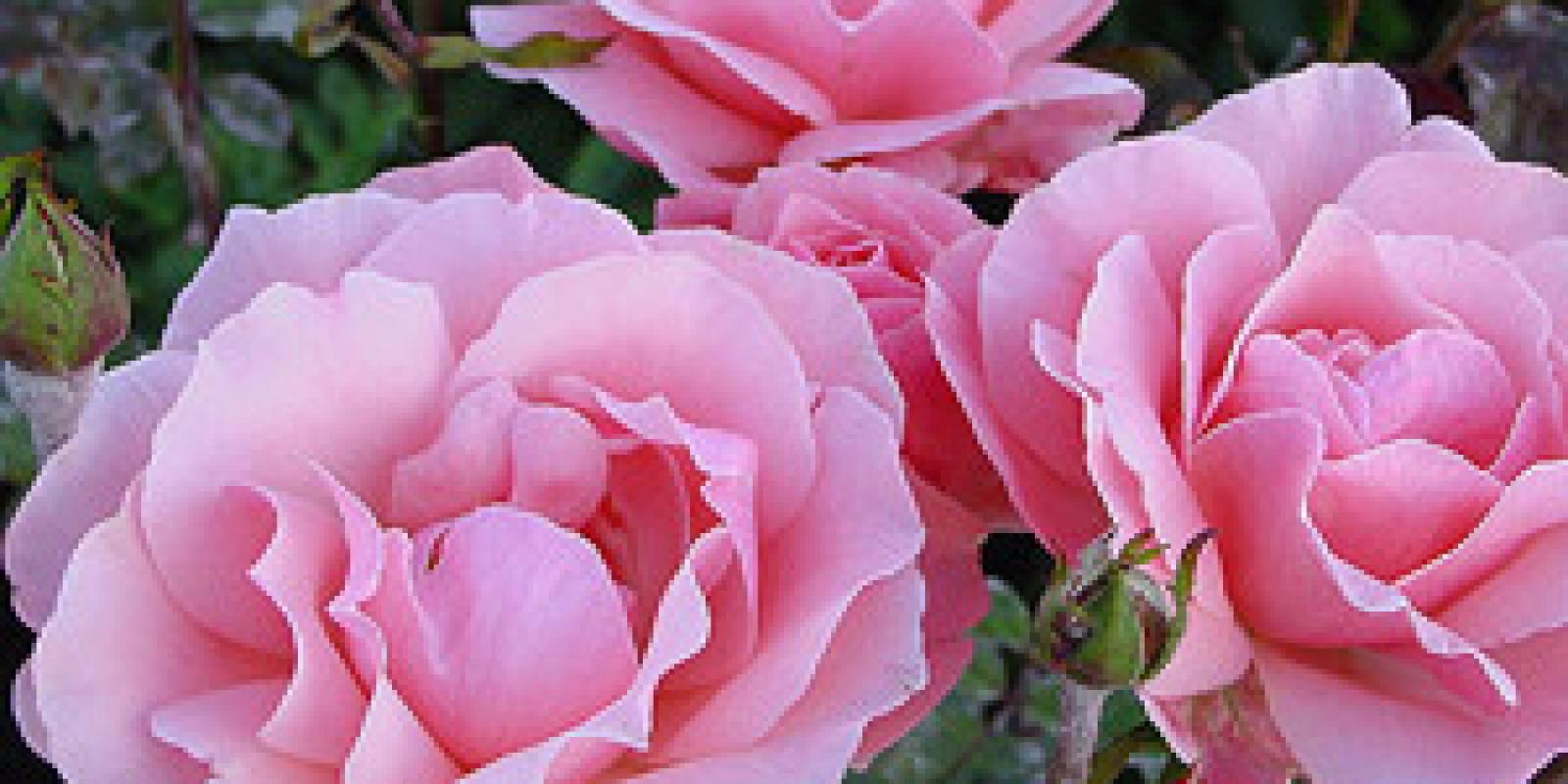 Plante : ROQUEL