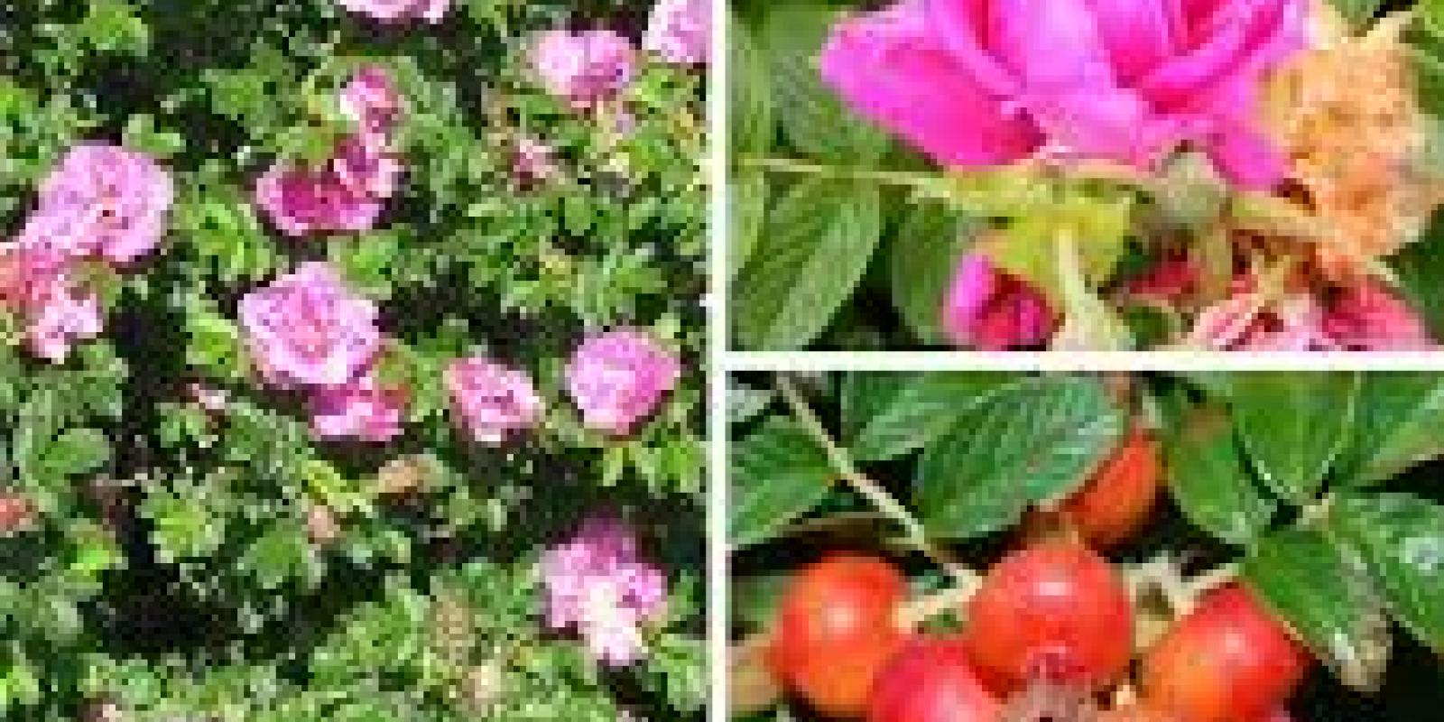 Plante : RORUPF