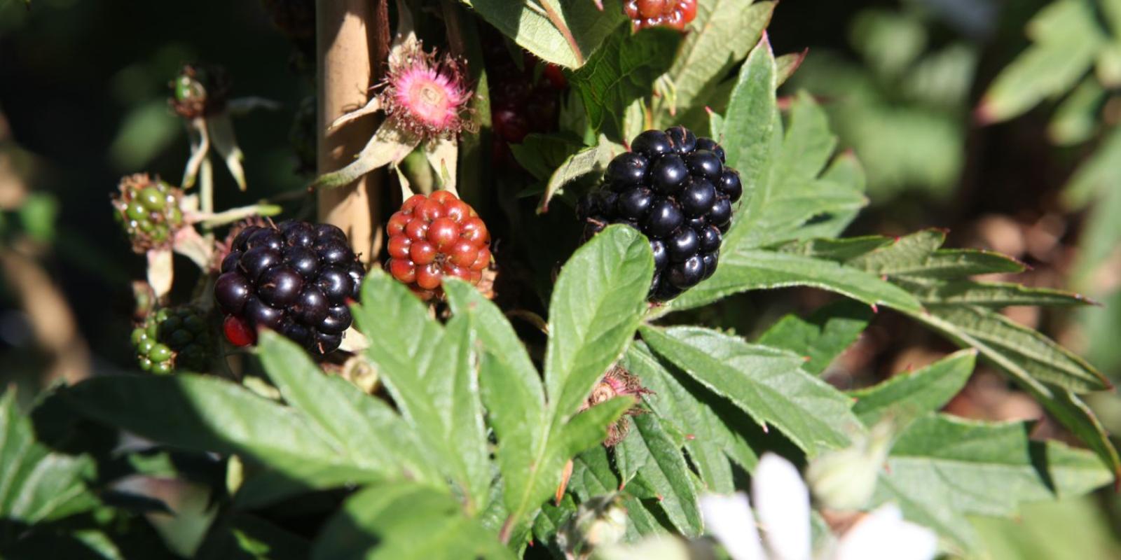 Plante : RUFRTHEV