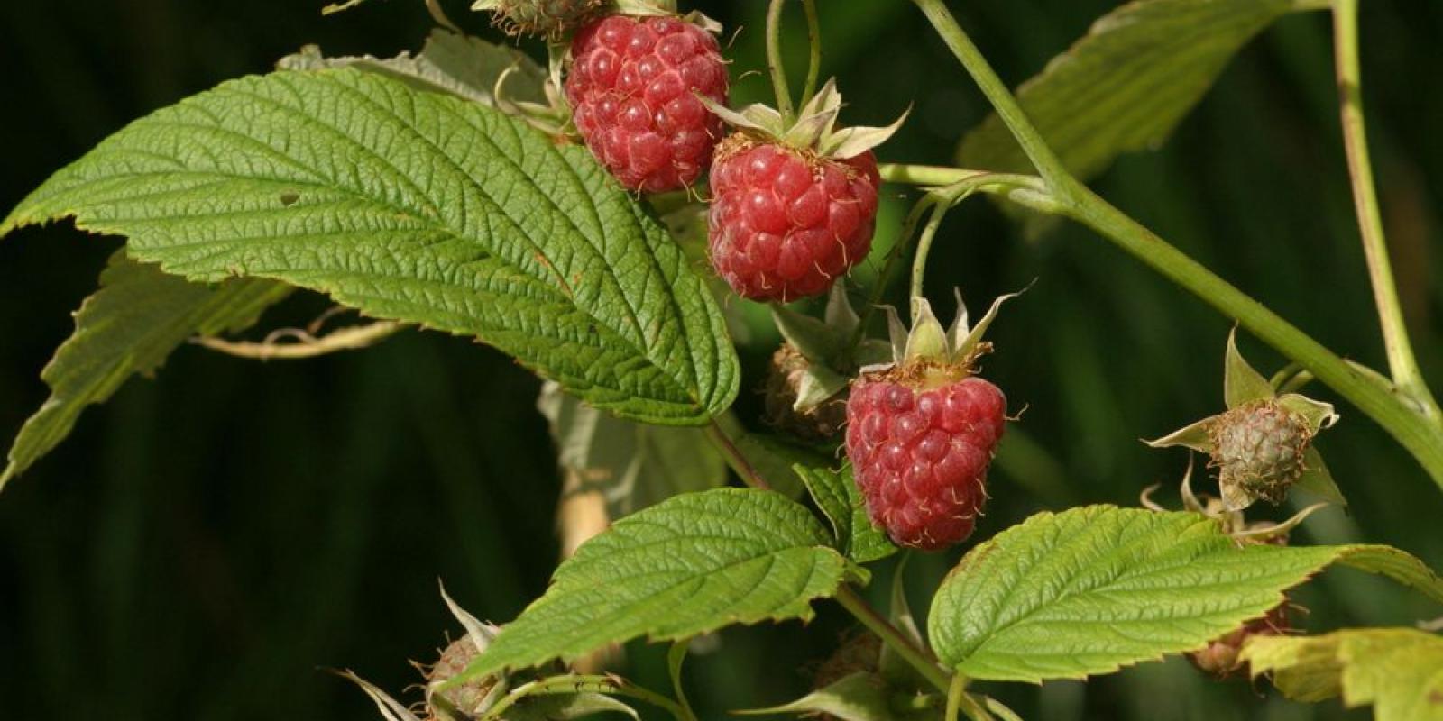 Plante : RUID