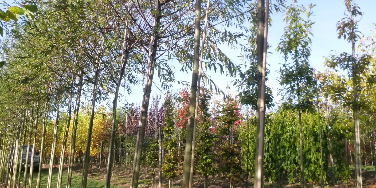 Plante : SAALLI