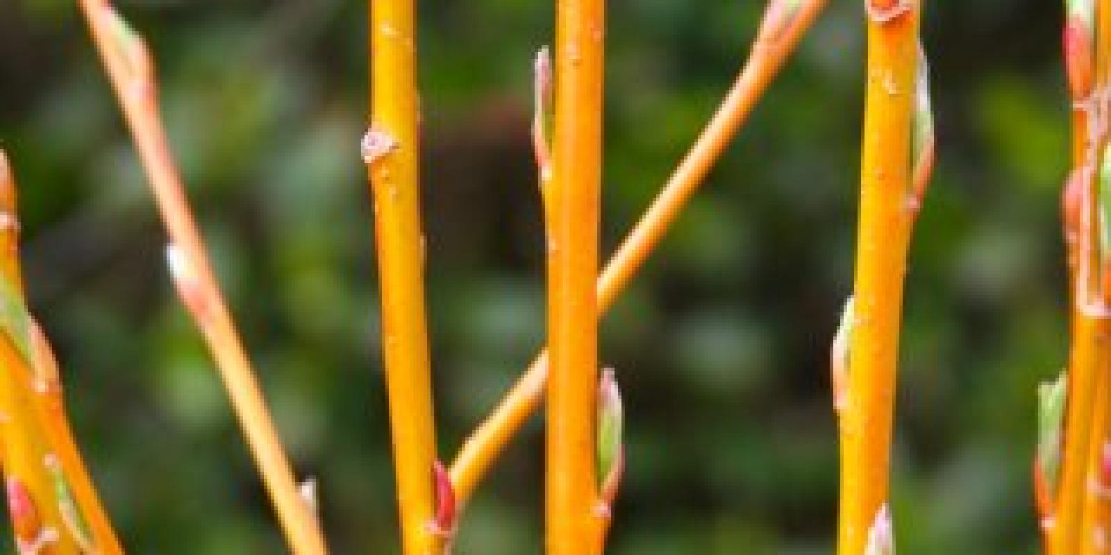 Plante : SAALVI