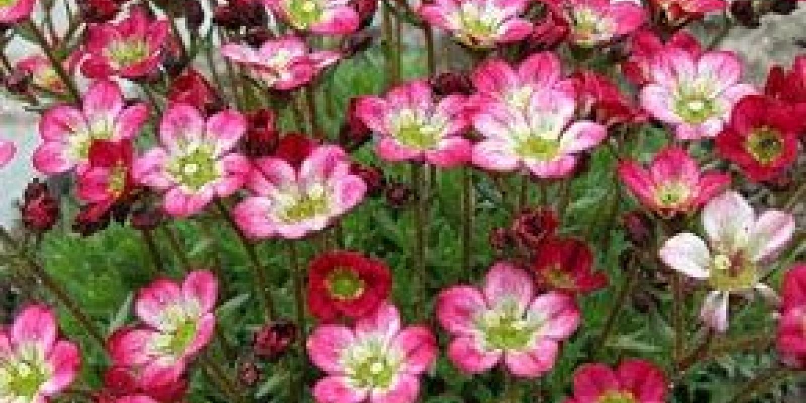 Plante : SAARPIRO