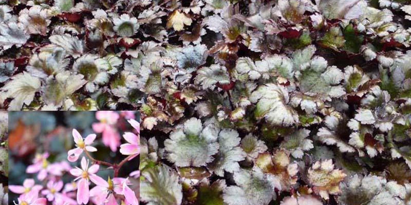 Plante : SACOBLRU