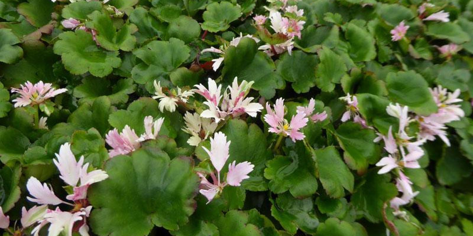 Plante : SACOCHCO