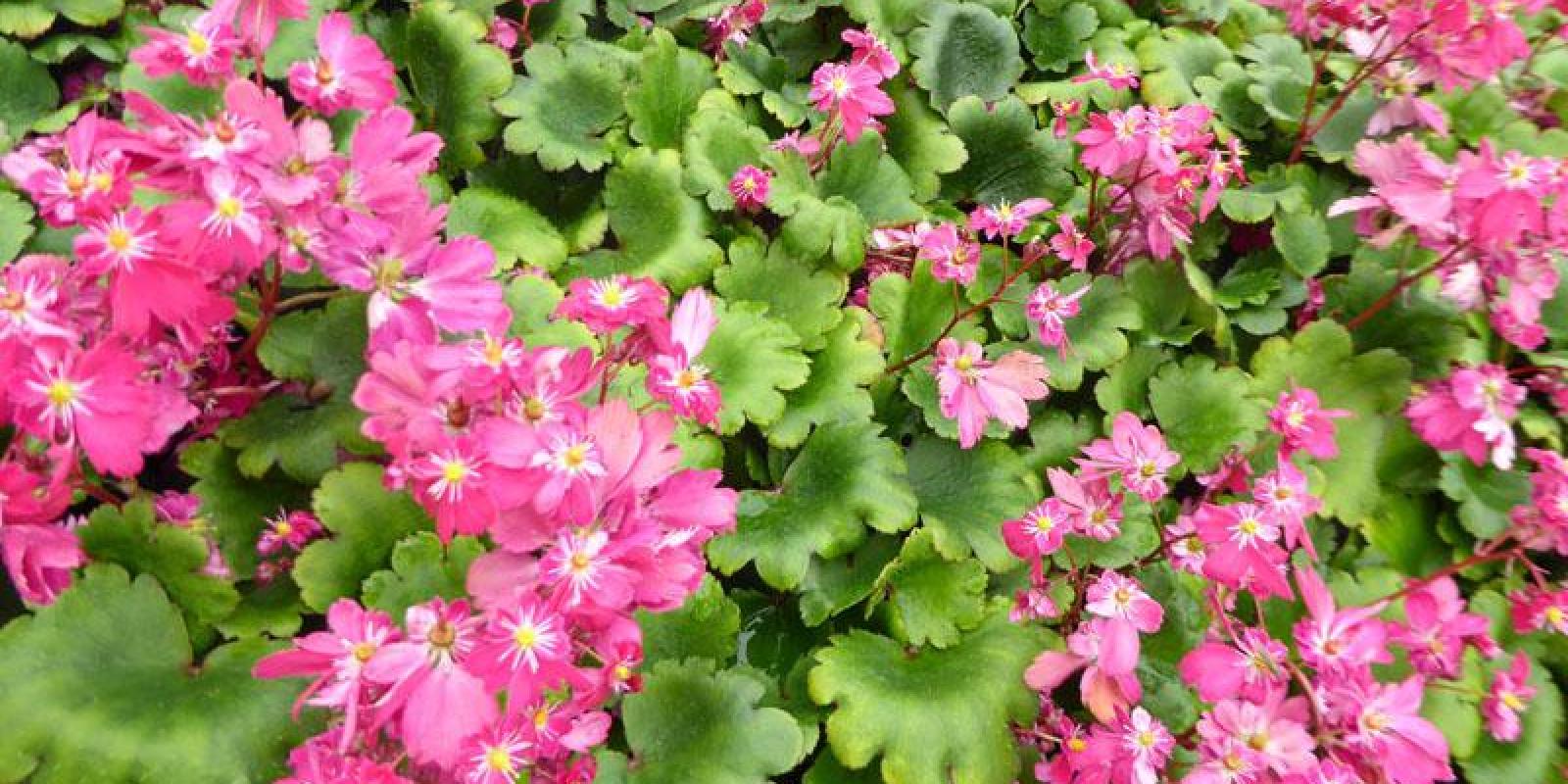 Plante : SAFOGO