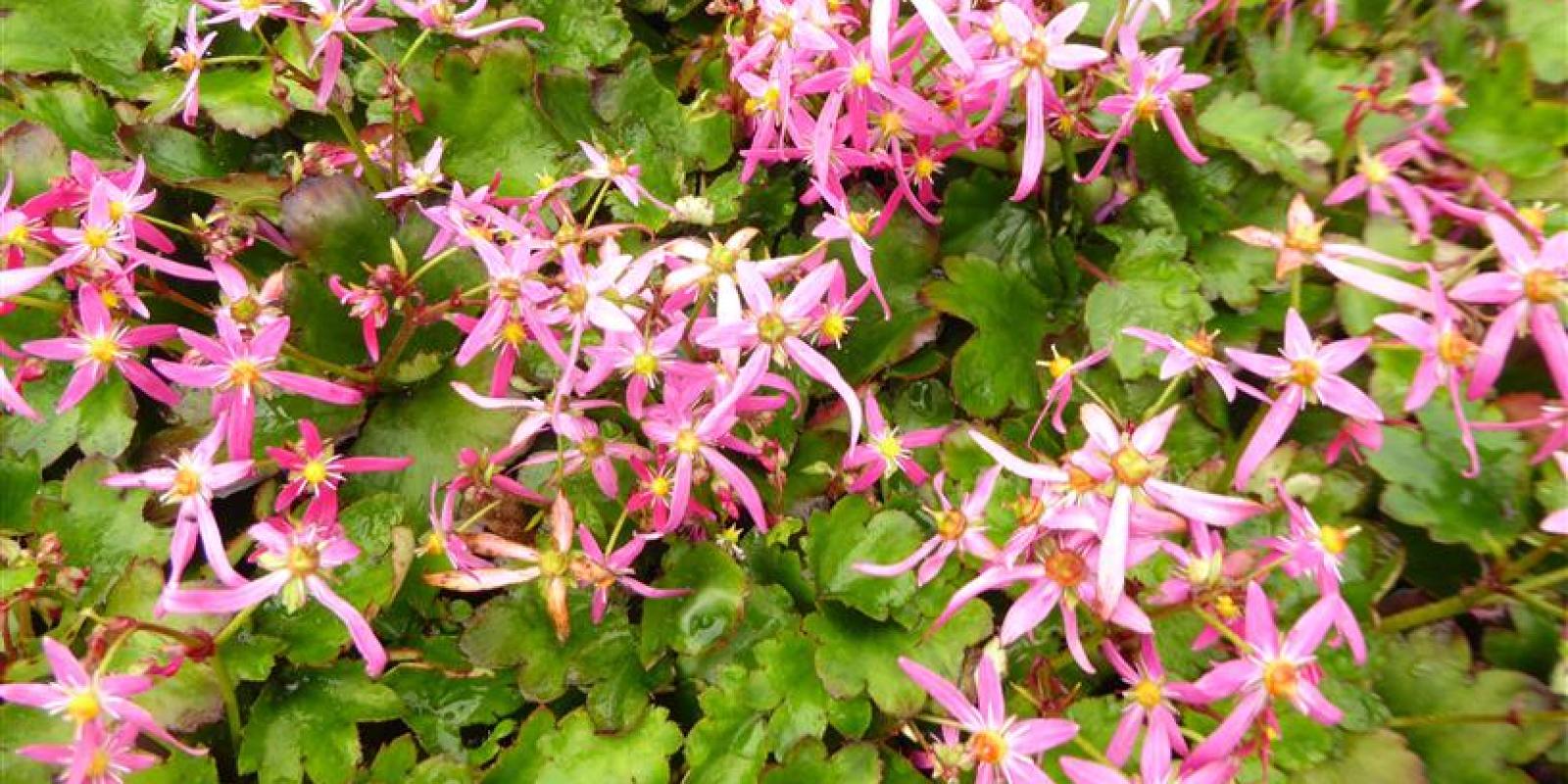 Plante : SAFOSUPLFA