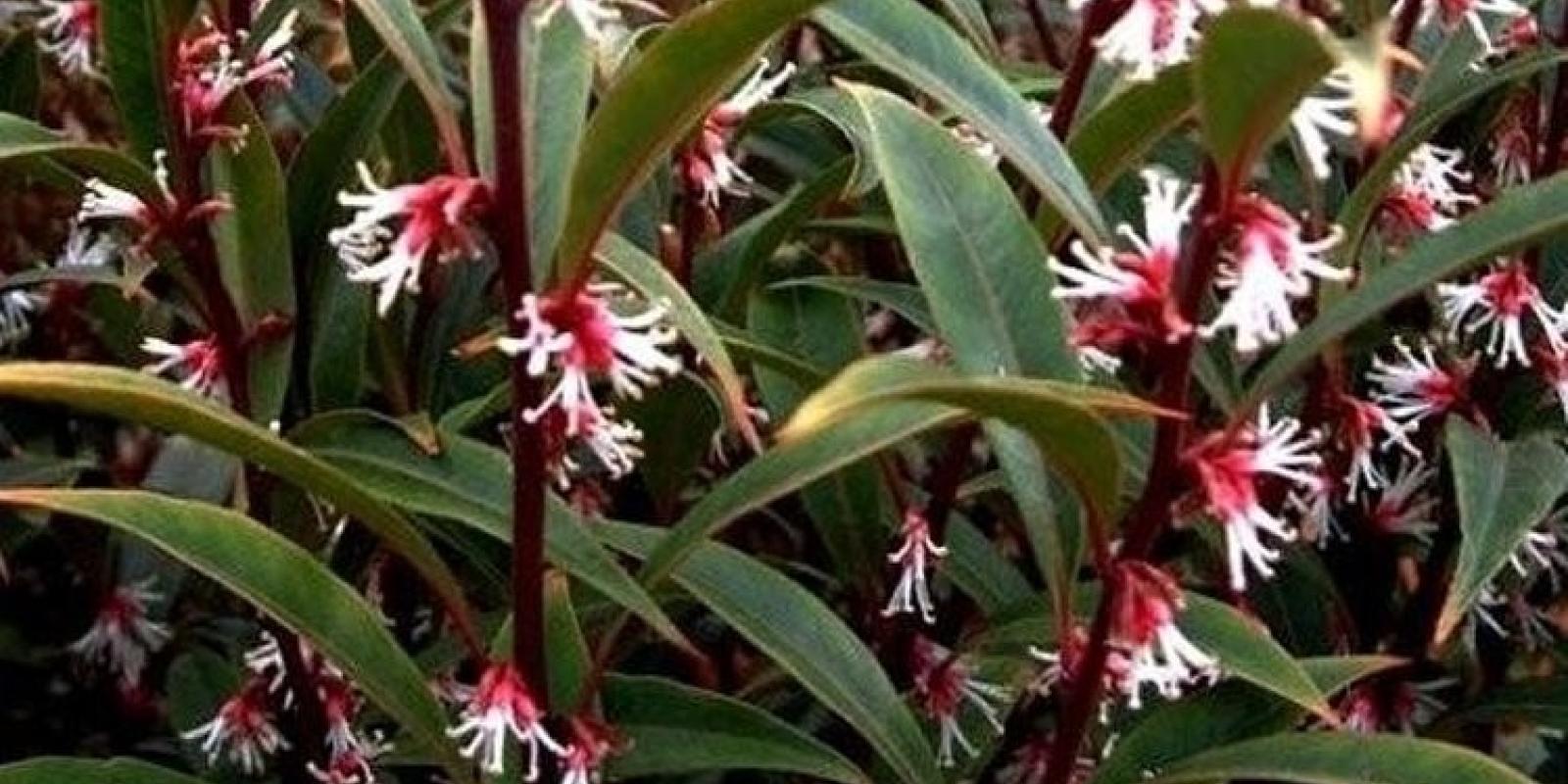 Plante : SAHOPUGE