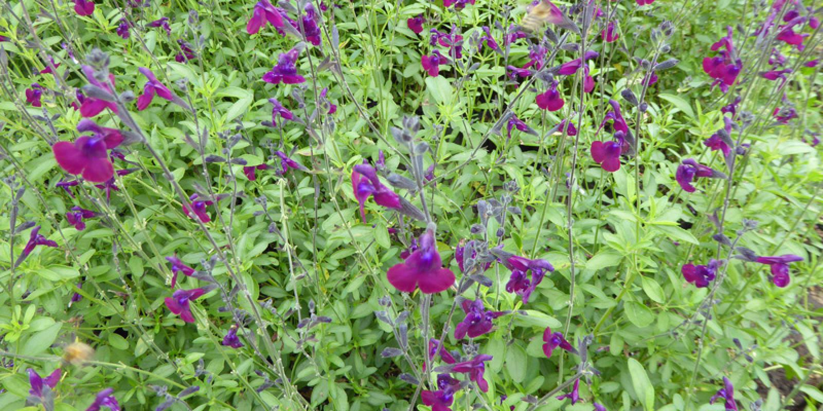 Plante : SAHYNIBU
