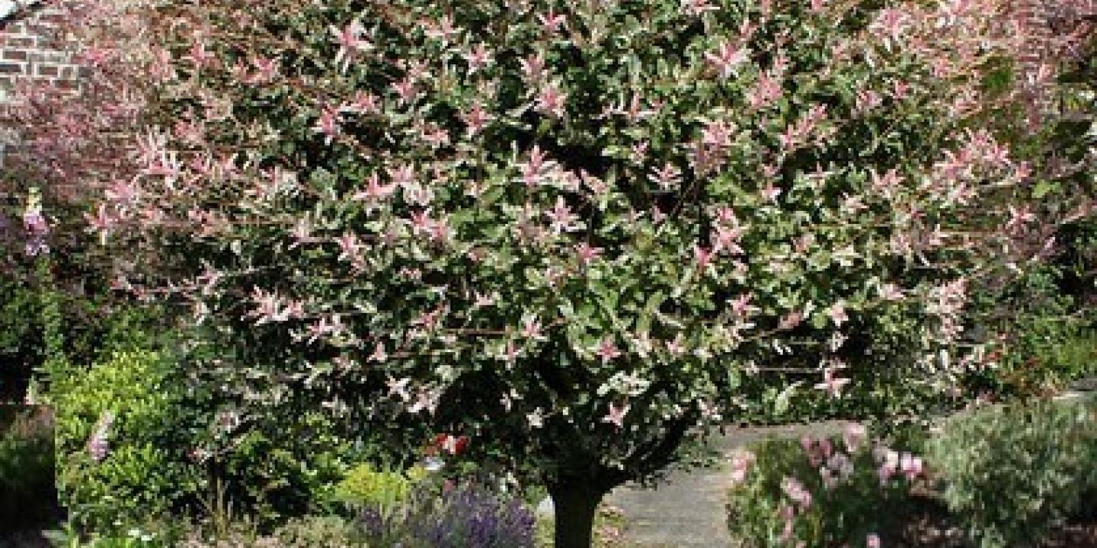 Plante : SAINHANI