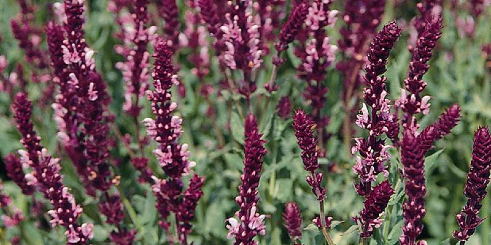 Plante : SANEROQU