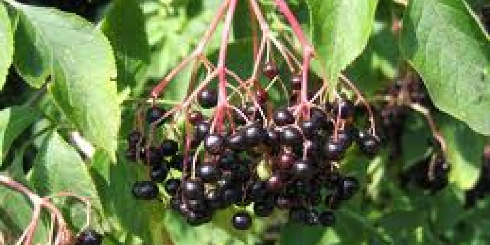 Plante : SANI