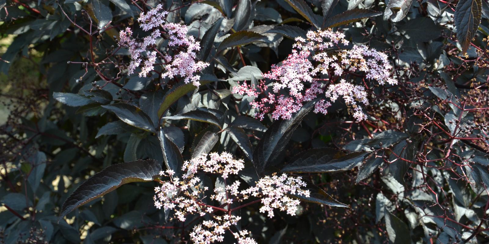 Plante : SANIBLBE