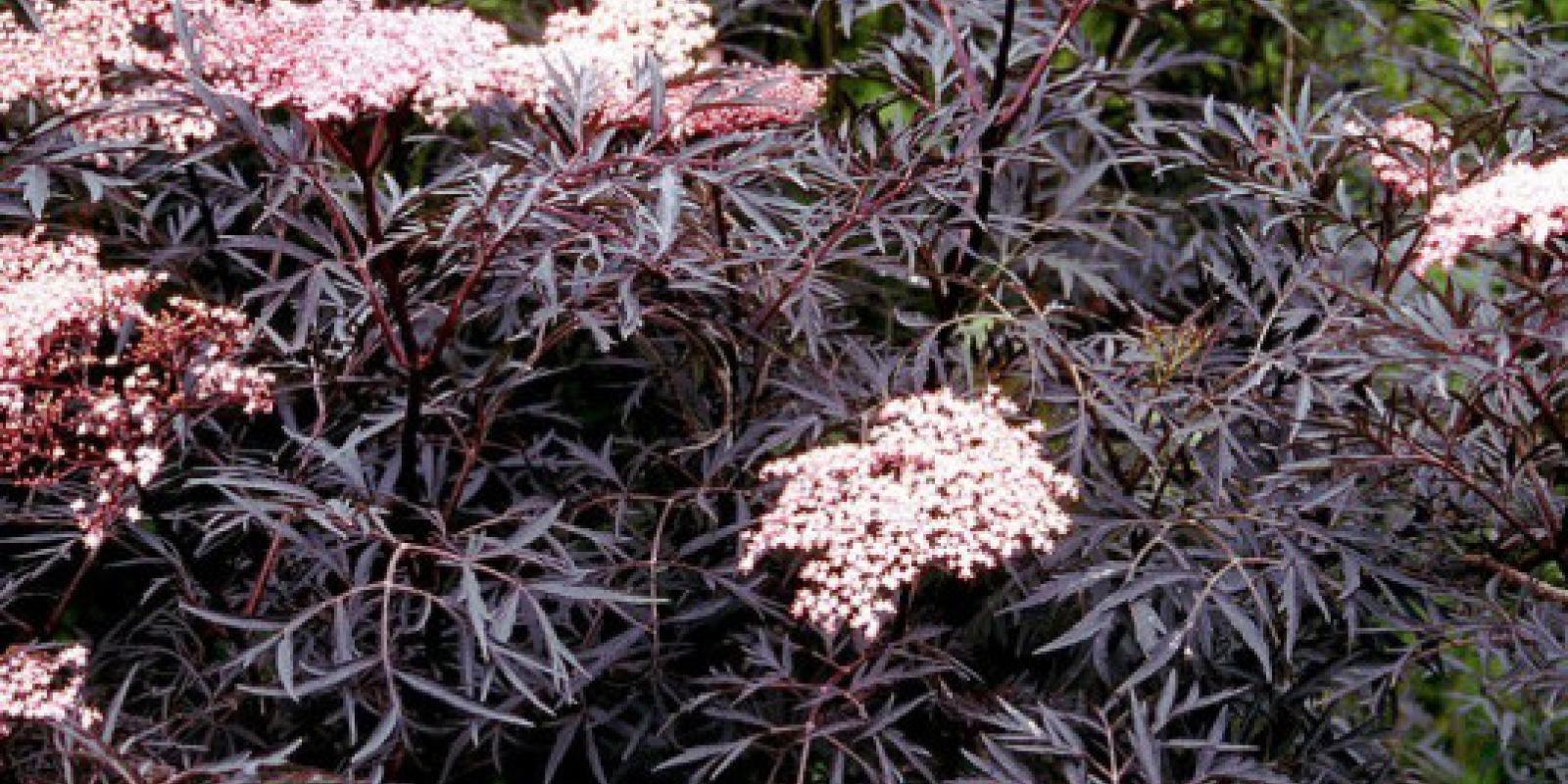 Plante : SANIBLLA