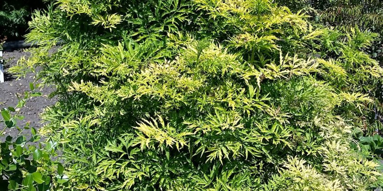 Plante : SANIGOTO