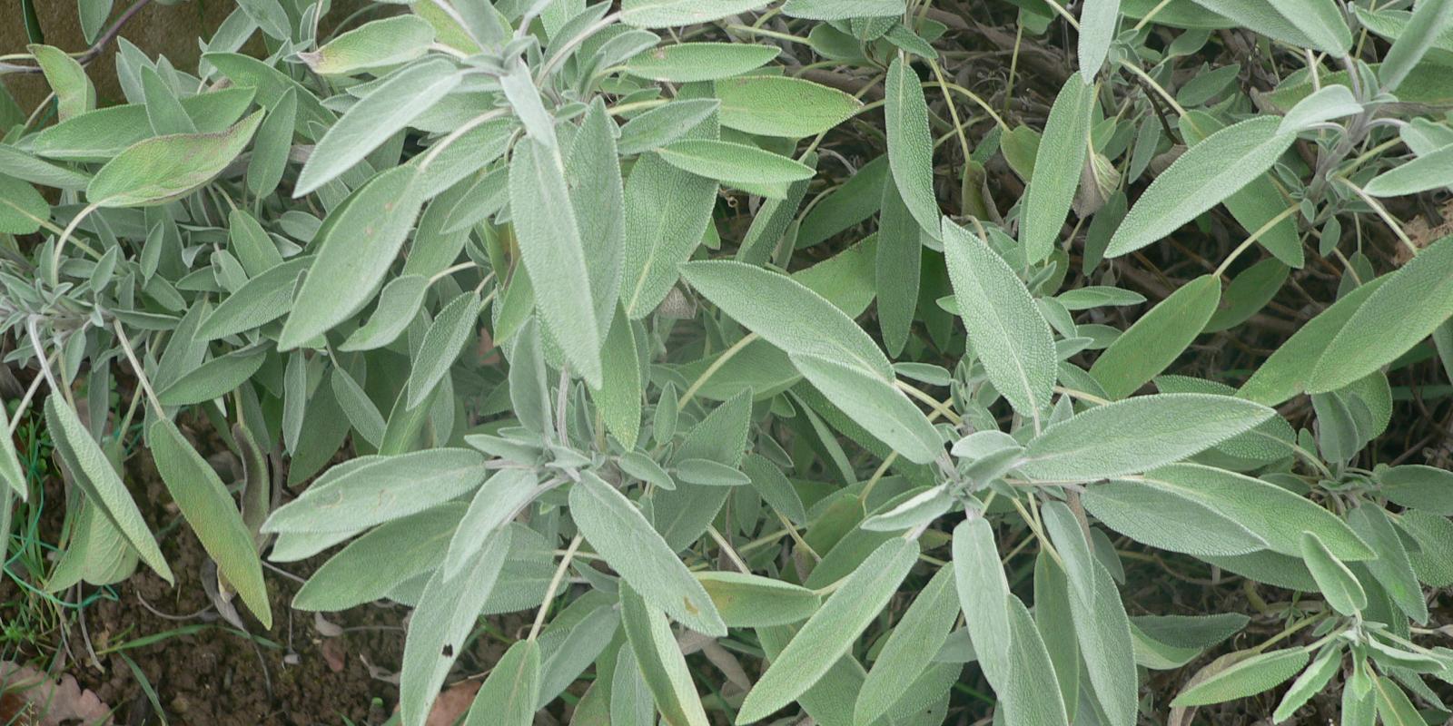 Plante : SAOF